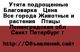 Утята подрощенные Благоварка › Цена ­ 100 - Все города Животные и растения » Птицы   . Ленинградская обл.,Санкт-Петербург г.